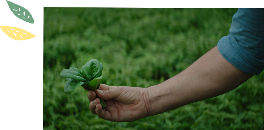 From the field to the table