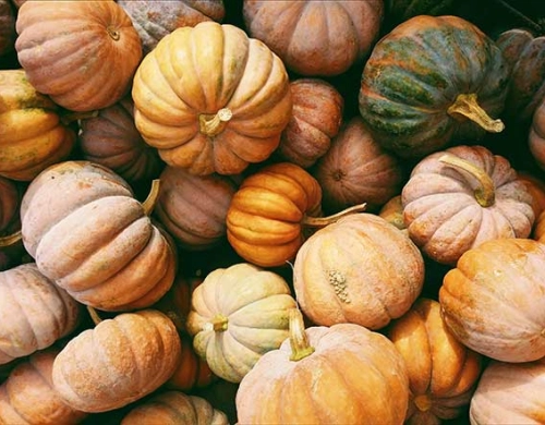 Zucca: 5 curiosità che non sapevi