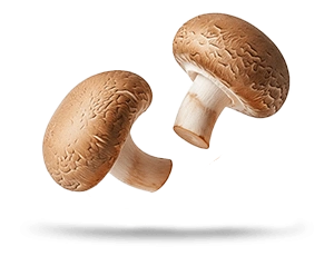 kioene funghi